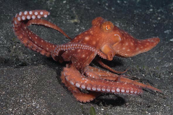 Starry Night Octopus